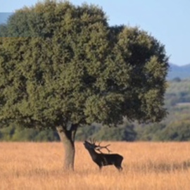 El Parque Nacional de Cabañeros, un lugar inmejorable para vibrar con la berrea del ciervo