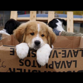 Imagen promocional de la película 'A Dog's Purpose'