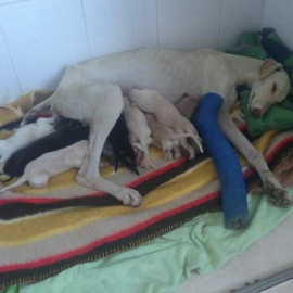 La perra con sus cachorros después de ser rescatados / CLÍNICA TURRE