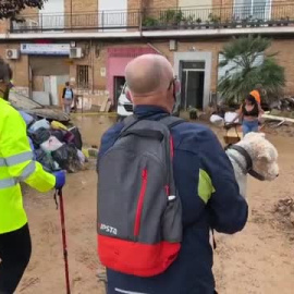 Cientos de animales afectados por la DANA de Valencia