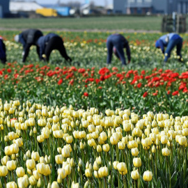  Trabajadores en una plantación de amapolas en la localidad holandesa de Lisse. REUTERS/Piroschka van de Wouw