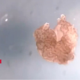 Así son los 'robots vivientes' creados a partir de células animales