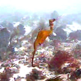 Nueva especie de dragón marino observado en la costa de Australia.-SCRIPPS INSTITUTION