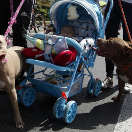 Dos perros con sus dueños. EFE