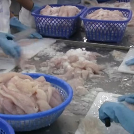 Trabajadores preparan filetes de panga.- EFE