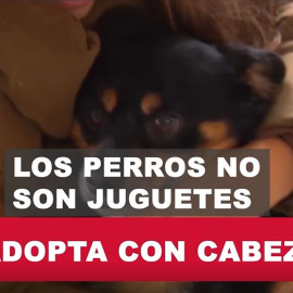 Adopta con cabeza: los perros no son juguetes