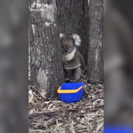 Australia solidaria: animales rescatados de las llamas