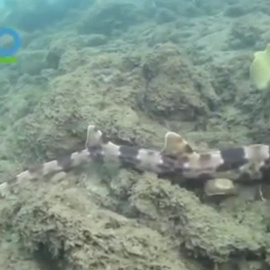Descubren cuatro nuevas especies de tiburones que caminan sobre sus aletas