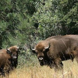 Bisontes de la reserva de Benalgéber (Valencia) / EFE