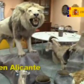 El mercado ilegal de la taxidermia mueve en España alrededor de 85.000 millones