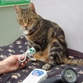 Medir la tensión arterial en los gatos puede ayudar a tratar con tiempo problemas derivados de la hipertensión / Andrew Sparkes