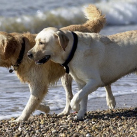 Dos perros en la playa. | EFE