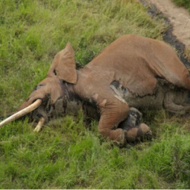 El cadáver de Satao 2. - TSAVO TRUST