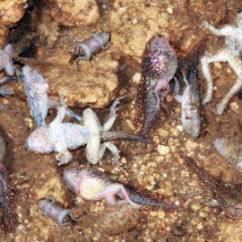 Larvas y metamórficos de sapo partero común de la Serra de Estrela infectados simultáneamente por hogos quitridios y ranavirus. SINC / Gonçalo M. Rosa