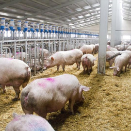 Cerdos en una pocilga.