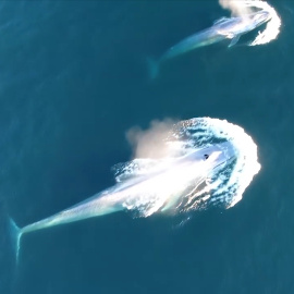 Ballenas azules confían en su memoria para encontrar comida