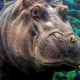 Fotos de premio en océanos, mares y lagos