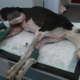 PACMA reúne más de 30.000 firmas en Holanda en contra de la caza de galgos. Europa Press