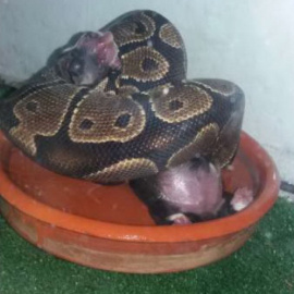 Fotografía colgada en un portal de internet por la supuesta autora de un delito de maltrato animal.