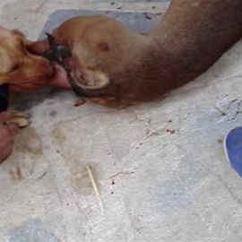 Estas luchas se han estado realizando durante cinco años y a ellas sólo asistían personas de confianza para no levantar sospecha