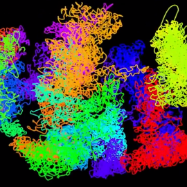 Empaquetamiento del ADN en una célula de mamífero.- UNIVERSITY OF CAMBRIDGE