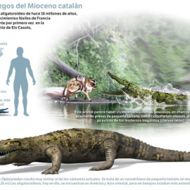 Diplocynodon ratelii, de aspecto muy similar a los caimanes actuales, acechaba presas de pequeño tamaño como roedores. / Infografía: José Antonio Peñas (SINC)