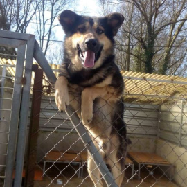 Un perro de la Sociedad Protectora de Animales de Lugo