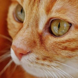 Lo que más les gusta a los gatos es relacionarse con humanos / WIKIMEDIA