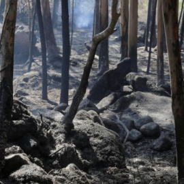 Imagen de un bosque calcinado en Pontevedra./REUTERS