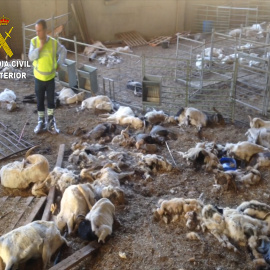 La Guardia Civil se encontró un cuadro dantesco con más de 300 animales muertos de hambre, algunos agonizando y cerca de medio centenar dañados por el hambre y la sed / SEPRONA