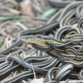 Una hembra de culebra rayada, de mayor tamaño, es perseguida por machos más pequeños durante la temporada de apareamiento en Norteamérica. / Christopher R. Friesen