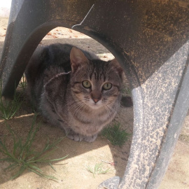 Uno de los gatos silvestres de Cabra.