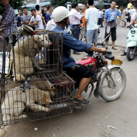 La norma también prohibe que los ciudadanos que se desplacen en vehículos de motor puedan llevar atados animales domésticos.KIM KYUNG HOON / REUTERS