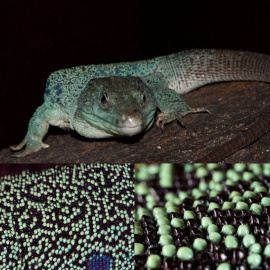 Imagen de un lagarto./Michel C.Milinkovitch