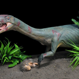 Modelo de la nueva especie Teleocrater rhadinus, un pariente cercano de los dinosaurios con una presa de cinodonte juvenil, un pariente lejano de los mamíferos./ Museo Argentino de Ciencias Naturales