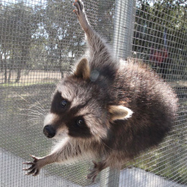 Un mapache rescatado, en el Centro de Recuperación de Animales Silvestres. Imagen de archivo de la COMUNIDAD DE MADRID