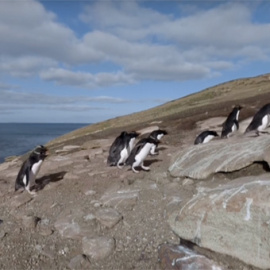 Un fotograma del corto 'Caminando con pingüinos'.