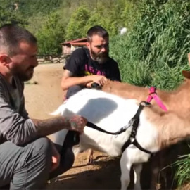 Trabajadores de Santuario Gaia pasean a las cabras ciegas /Santuario Gaia