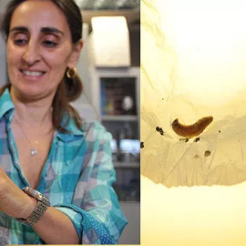Federicha Bertocchi con un gusano de cera. A la derecha, el plástico consumido por 10 gusanos en 30 minutos.
