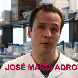 Descubren un 'reloj' inmune que controla infecciones