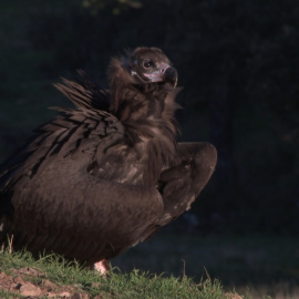 El Parque Nacional de la Sierra de Guadarrama acerca al buitre negro