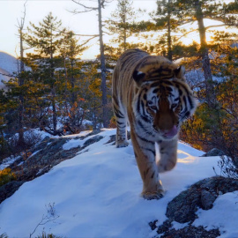Penélope Cruz pondrá voz al documental 'Nuestro Planeta'