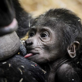 Un bebé gorila, nacido en el Artis Zoo, descansa en brazos de su madre Sindy en Amsterdam. EFE/Remko De Waal