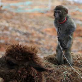 Un mono encima de una alpaca durante el Año Nuevo Chino del Mono, en el zoo de Kunming, provincia de Yunnan. REUTERS/Wong Campion