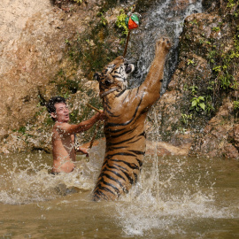 Un tigre salta mientras durante un entrenamiento en el templo del tigre en la provincia de Kanchanaburi, al oeste de Bangkok, Tailandia. REUTERS/Chaiwat Subprasom