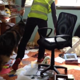 Un perro participa en uno de los registros de la Guardia Civil a la red surgida en el Catastro que robaba propiedades y cuya desarticulación culminó el pasado 28 de abril. Foto: Guardia Civil.