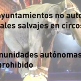 ¿Debe haber animales salvajes en el circo? ¿A dónde van cuando los rescatan?