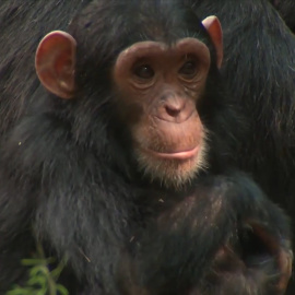 Los chimpancés pierden diversidad cultural por la actividad humana