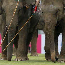 Los jugadores participan en un partido de exhibición durante el torneo anual de caridad, la Copa del Rey de Polo en Elefante en Riverside, Bangkok, Tailandia. REUTERS / Jorge Silva