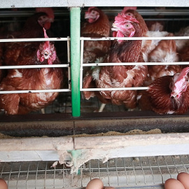 IInvestigación de Igualdad Animal en la industria del huevo en Brasil. Igualdad Animal/ Animal Equity